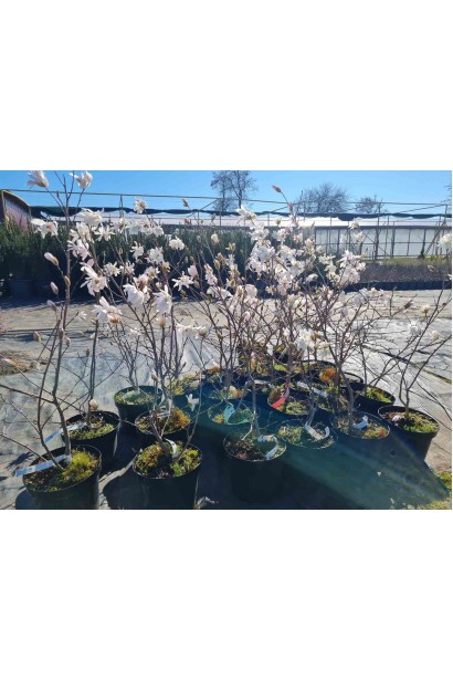 Магнолия звездчатая Роял Стар  - 5л/вис.60-80см/Ø50-60см